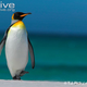 Illustration for article titled Flightless Friday - The Complete Penguin